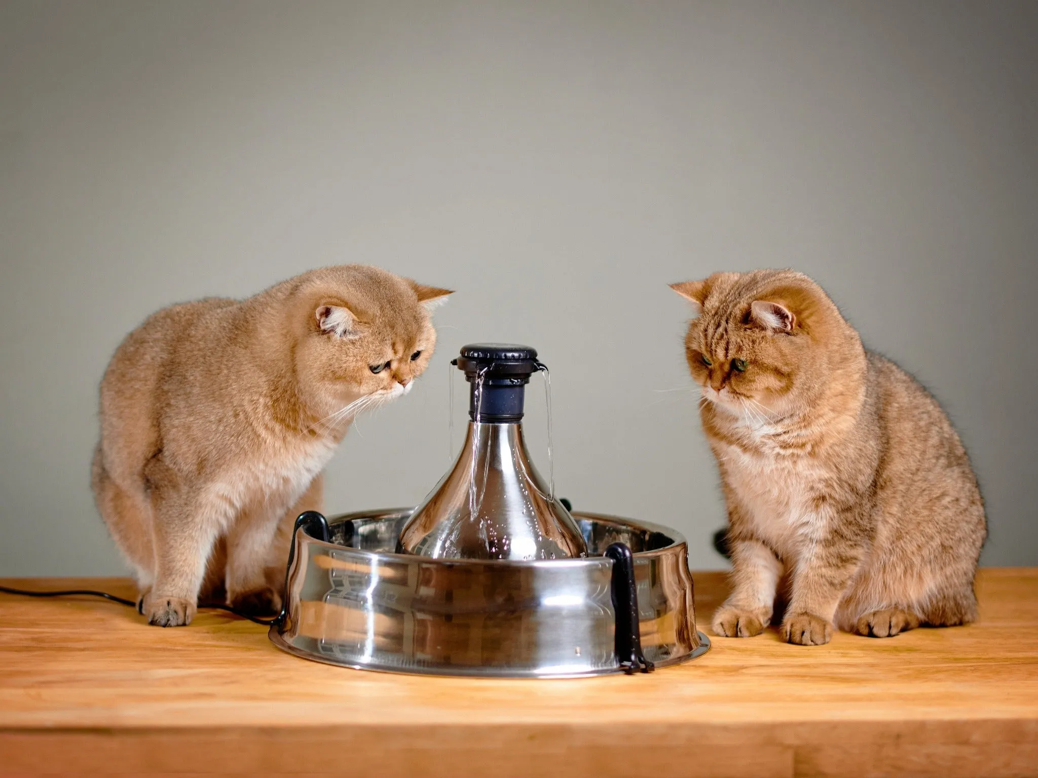 Drinkwell® 360 Stainless Steel Pet Fountain