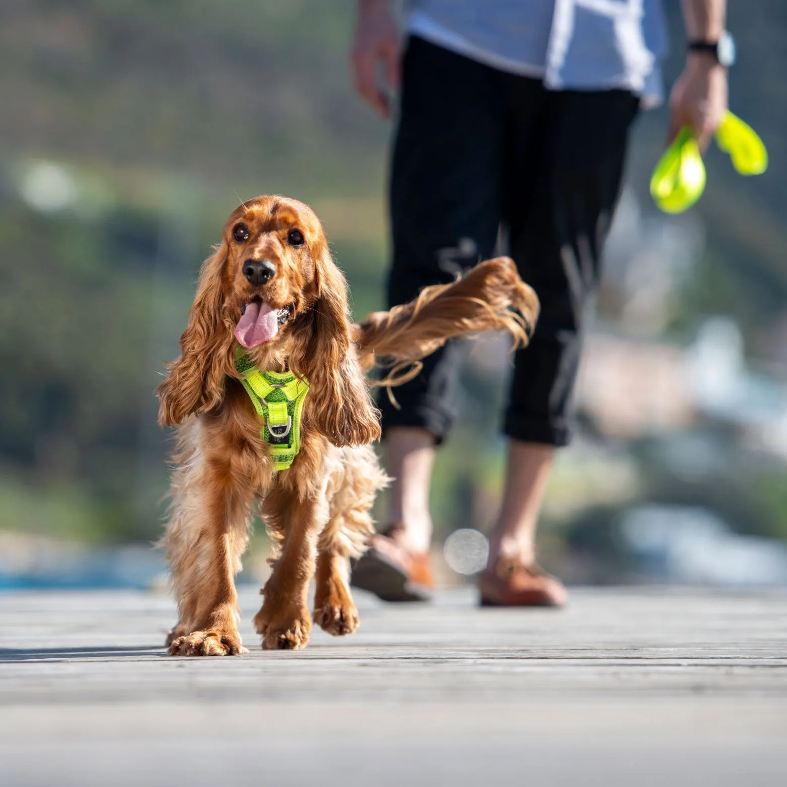 Rogz Control Red Dog Harness - Small Size for Ultimate Comfort and Safety